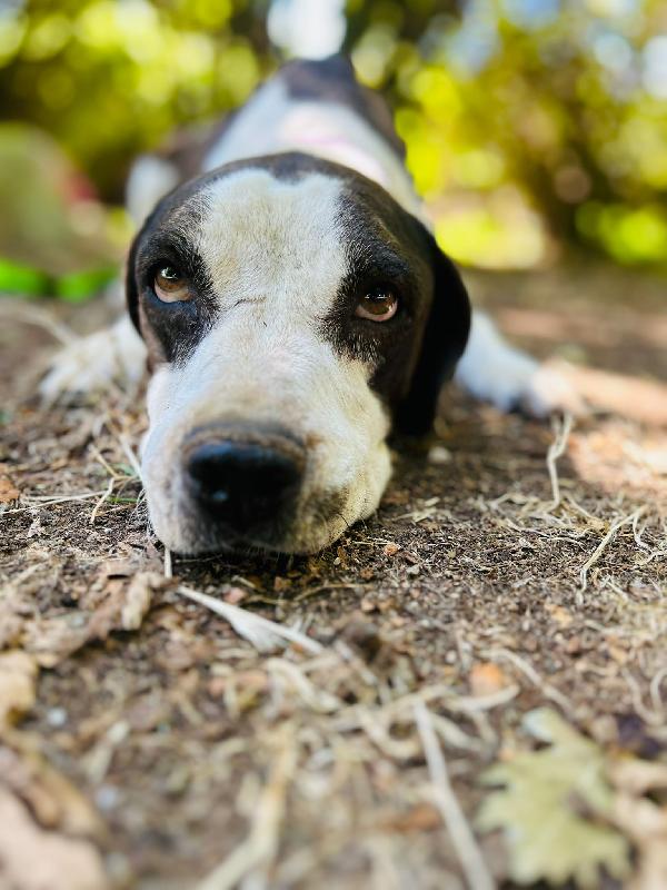 Lea, Cagnolina 5 Anni Taglia Media – Dolce E In Cerca Di Riscatt
